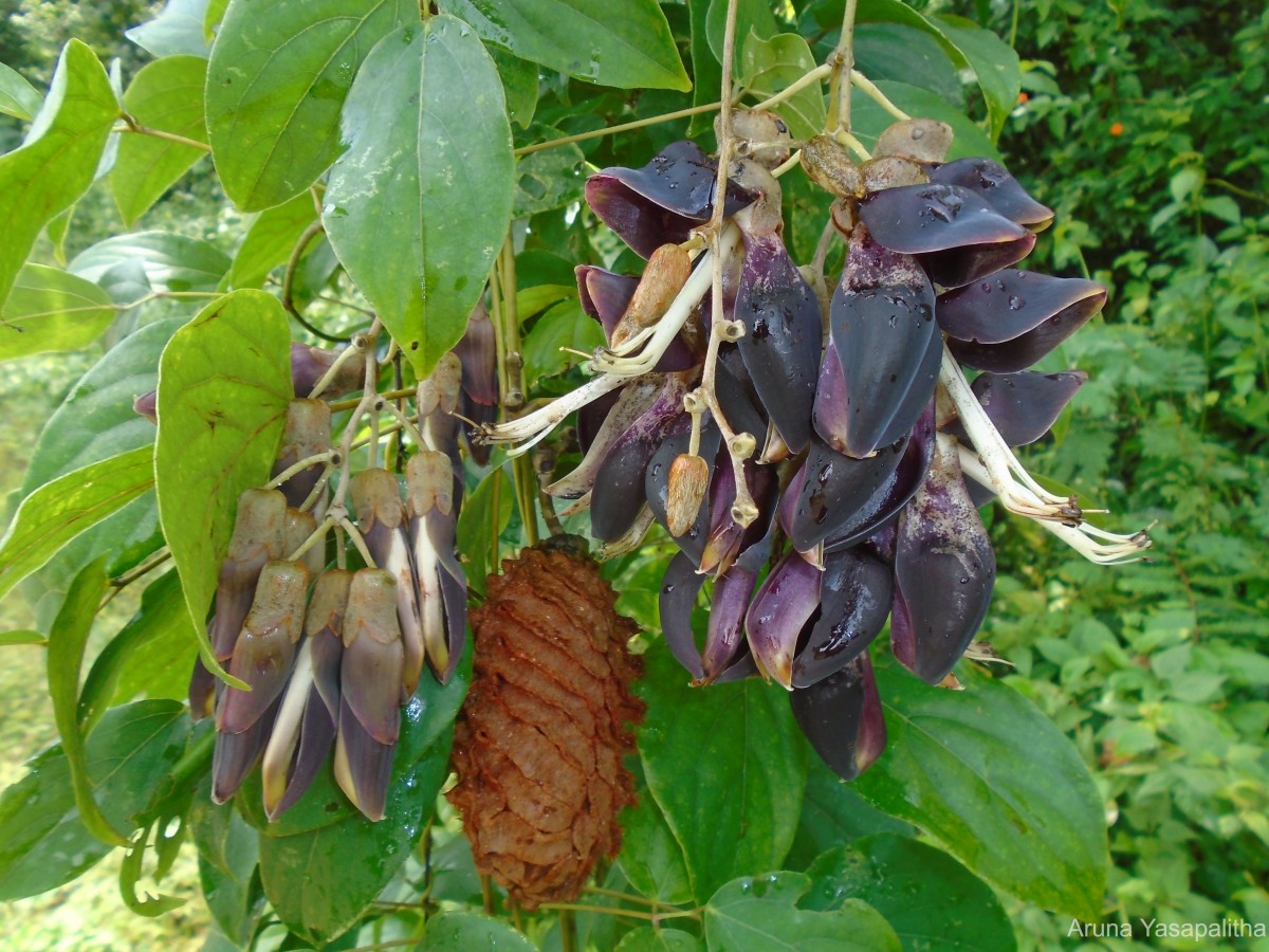 Mucuna atropurpurea (Roxb.) DC. ex Wight